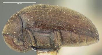 Media type: image;   Entomology 24703 Aspect: habitus lateral view